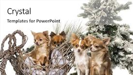  Presentation with scenery - Presentation consisting of chihuahuas in front of a christmas scenery background and a white colored foreground