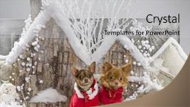  Presentation with scenery - Slides with chihuahuas in front of a christmas scenery background and a light gray colored foreground