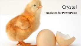  Presentation with chick and milk - Slide set having chiken - chick leaving the shell background and a lemonade colored foreground