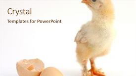  Presentation with chicken - Amazing PPT theme having chiken - chicken that finishes being born backdrop and a cream colored foreground