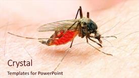  Presentation with dengue - Audience pleasing PPT theme consisting of chikungunya malaria and other infection backdrop and a lemonade colored foreground