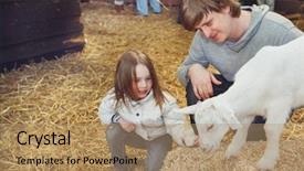  Presentation with goat farm - Amazing PPT theme having child and father feeding backdrop and a coral colored foreground