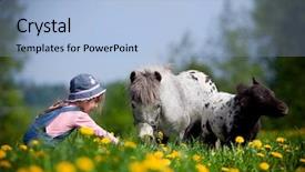  Presentation with horse child - Theme having child and small horses background and a light blue colored foreground