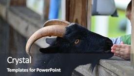  Presentation with zoo - Amazing PPT theme having child feed the goat backdrop and a tawny brown colored foreground