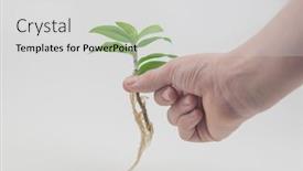  Presentation with root - Slide set consisting of child-hand-showing-clear-root background and a light gray colored foreground