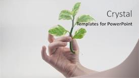  Presentation with root - PPT theme with child-hand-showing-clear-root background and a light gray colored foreground