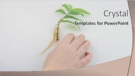  Presentation with root - Slide set having child-hand-showing-clear-root background and a light gray colored foreground