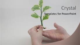  Presentation with root - Amazing presentation having child-hand-showing-clear-root backdrop and a light gray colored foreground