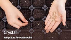  Presentation with seed germination - Slides having child hands spreading seeds background and a tawny brown colored foreground