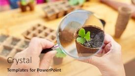  Presentation with magnifying glass - PPT layouts having child-looks-at-the-leaves background and a coral colored foreground