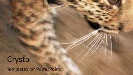  Presentation with delay child development - Presentation theme consisting of child of far eastern leopard background and a  colored foreground