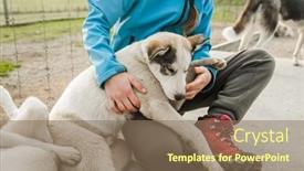  Presentation with high quality - Slide deck consisting of child-petting-a-purebred-siberian background and a violet colored foreground