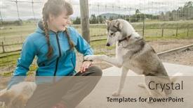  Presentation with high quality - Presentation theme consisting of child-petting-a-purebred-siberian background and a coral colored foreground