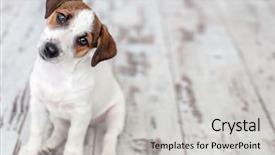  Presentation with russell - Colorful slide set enhanced with child shot - dog sitting on wooden floor backdrop and a light gray colored foreground