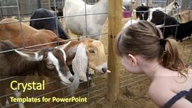  Presentation with child and adult talking - Amazing PPT theme having child talking to billy goats backdrop and a tawny brown colored foreground