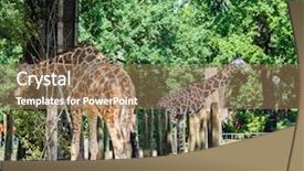  Presentation with trees - Cool new presentation design with child tall nose - giraffe between trees on bright backdrop and a coral colored foreground