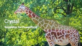  Presentation with trees - Amazing presentation having child tall nose - giraffe between trees on bright backdrop and a seafoam green colored foreground