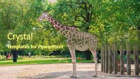  Presentation with tree sky trees green - Presentation theme consisting of child tall nose - giraffe between trees on bright background and a tawny brown colored foreground