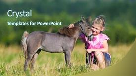  Presentation with horse child - Colorful PPT theme enhanced with child with a small mini backdrop and a ocean colored foreground
