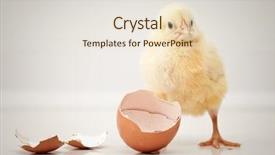  Presentation with chicks - Presentation theme consisting of childern chicks - adorable baby chicken background and a lemonade colored foreground