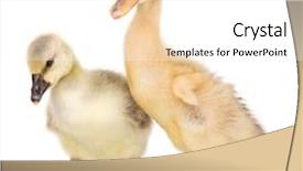  Presentation with cute duck - PPT layouts with childern chicks - cute little newborn fluffy gosling background and a white colored foreground