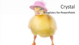  Presentation with pink white - PPT layouts featuring childern chicks - cute little newborn gosling background and a white colored foreground