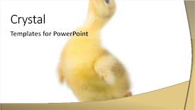 Presentation with newborn - PPT layouts with childern chicks - cute little newborn yellow fluffy background and a white colored foreground