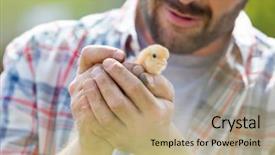  Presentation with farm quilt - Cool new PPT theme with childern chicks - midsection of mid adult man backdrop and a coral colored foreground