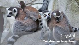  Presentation with lemur - Cool new presentation theme with children animals - ring-tailed lemur lemur catta wildlife backdrop and a gray colored foreground