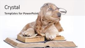  Presentation with book-glasses - Amazing slides having children animals school - english spaniel in glasses backdrop and a lemonade colored foreground