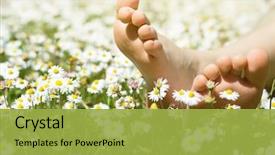  Presentation with honey bee closeup view - Presentation theme with child's feet in daisy background and a yellow colored foreground