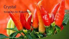  Presentation with orange plant - Amazing presentation having chile peppers - colorful small chili pepper plant backdrop and a  colored foreground
