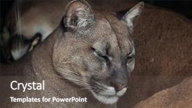  Presentation with chilean - Audience pleasing PPT theme consisting of chilean cougar puma concolor puma backdrop and a dark gray colored foreground
