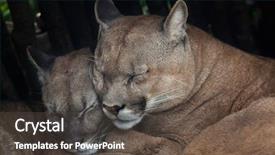  Presentation with chilean - Cool new slide deck with chilean cougar puma concolor puma backdrop and a dark gray colored foreground