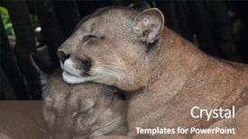  Presentation with chilean - Presentation theme enhanced with chilean cougar puma concolor puma background and a violet colored foreground