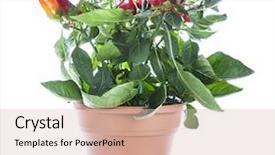  Presentation with peppers - Presentation theme with chili peppers on the plant background and a lemonade colored foreground