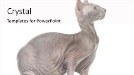  Presentation with white rat - Presentation design enhanced with chimera with grey sphinx cat background and a white colored foreground
