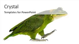  Presentation with parrot - Presentation design with chimera with yellow-naped parrot background and a white colored foreground