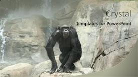  Presentation with rocks - PPT layouts featuring chimp on the rocks background and a light gray colored foreground