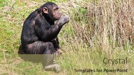  Presentation with eating - Amazing PPT layouts having chimpanzee-eating-fresh-green-stems backdrop and a yellow colored foreground