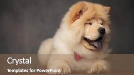  Presentation with red grey - Amazing slides having china blink - cute chow chow wearing red backdrop and a violet colored foreground