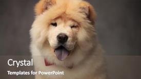  Presentation with red marble pattern wallpaper blue - Theme with china blink - elegant chow chow wearing red background and a violet colored foreground