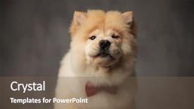  Presentation with red marble pattern wallpaper blue - PPT theme having china blink - funny chow chow wearing red background and a violet colored foreground