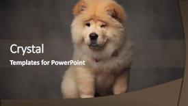  Presentation with pretty female military - Amazing PPT layouts having china blink - pretty chow chow female wearing backdrop and a tawny brown colored foreground