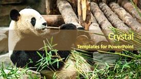  Presentation with china - PPT theme having china cute bear eats bamboo background and a tawny brown colored foreground