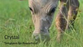  Presentation with rural - Slides featuring china's rural water buffalo background and a seafoam green colored foreground