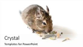  Presentation with chilean - Colorful PPT theme enhanced with chinchilla - adorable chilean degu squirrel eating backdrop and a white colored foreground