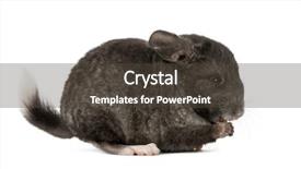  Presentation with eating - Cool new PPT layouts with chinchilla - chinchila eating isolated backdrop and a  colored foreground