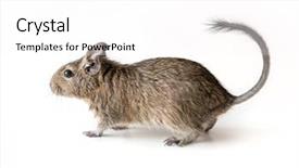  Presentation with pet rats - Amazing PPT theme having chinchilla - little adorable degu squirrel backdrop and a white colored foreground