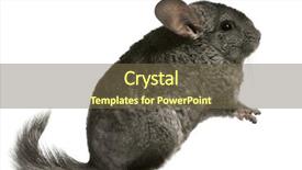  Presentation with old fashioned black and white - Amazing PPT theme having chinchilla 18 months old sitting backdrop and a  colored foreground